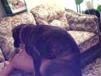 Dog fucking a slut from behind on the couch